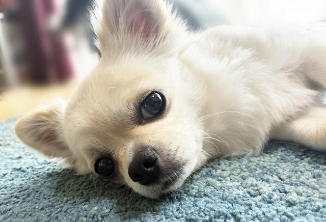 犬の痙攣（けいれん）が止まらない！気になる原因や症状を徹底解説