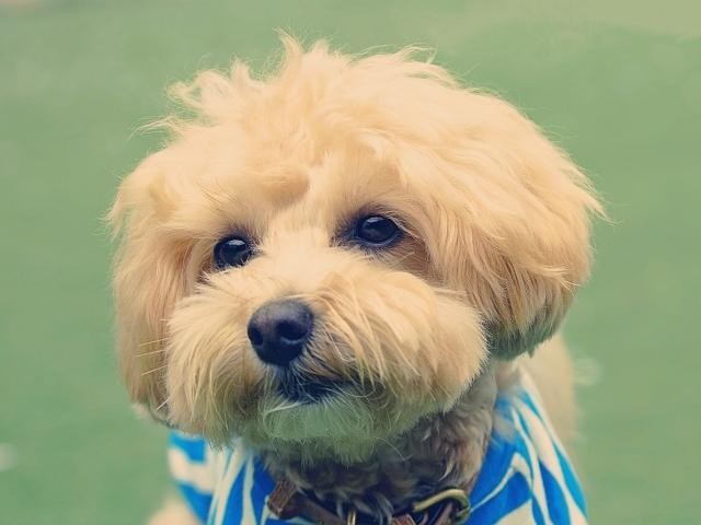 犬や猫の嘔吐に血が混じるのはなぜ？吐血の原因や飼い主がまず確認すべきポイントとは