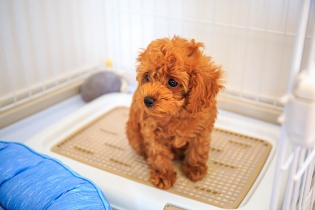 犬の下痢に血が混じるのは危険？考えられる原因や対処法などポイントを解説