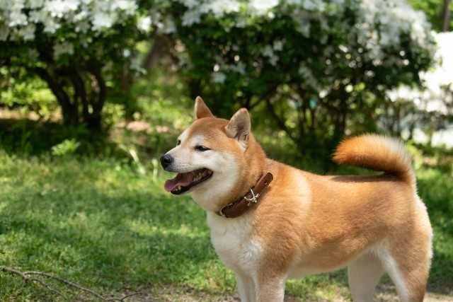 犬の呼吸が荒い！？主な原因や異常な呼吸に潜む病気、飼い主ができる健康管理の方法も解説